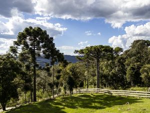ARAUCARIAS E ÁRVORES