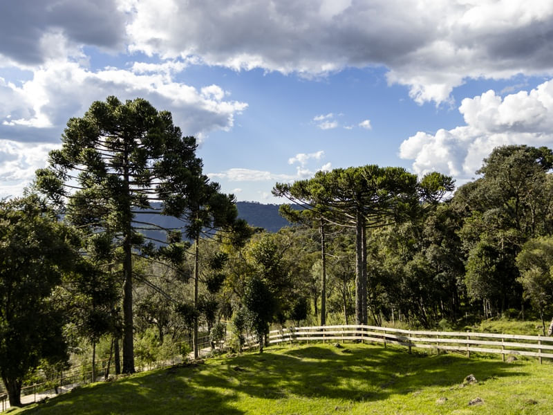 ARAUCARIAS E ÁRVORES