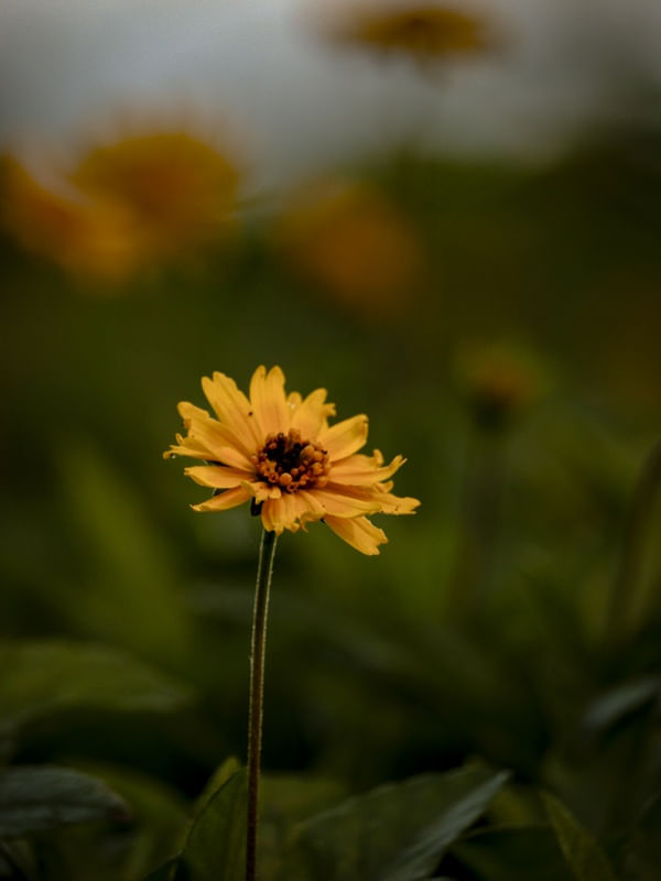 FLOR AMARELA COM FUNDO DESFOCADO