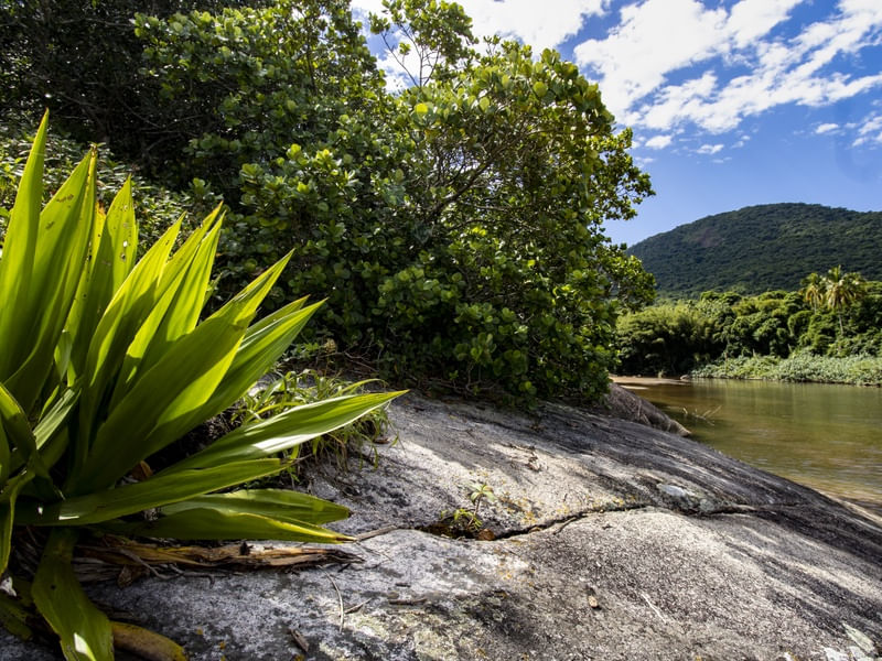 PLANTAS BEIRA RIO
