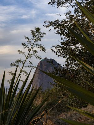 PÃO DE AÇÚCAR ENTRE ÁRVORES