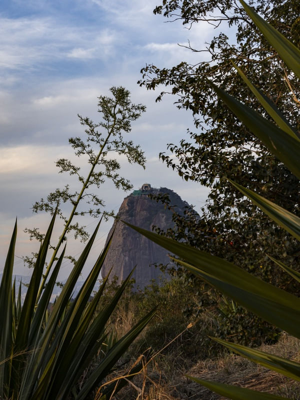 PÃO DE AÇÚCAR ENTRE ÁRVORES
