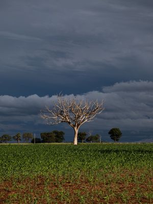 ÁRVORE SECA CÉU ESCURO