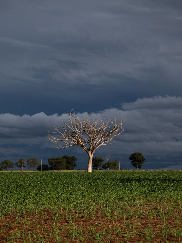 ÁRVORE SECA CÉU ESCURO