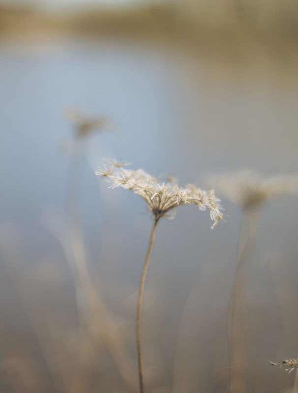 FLOR NO RIO 5 BY MIRELLA MAGDA
