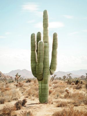 CACTUS LIFE