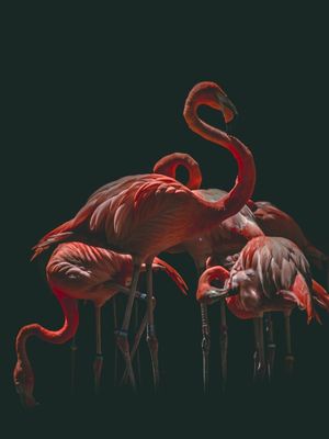FLAMINGOS 023