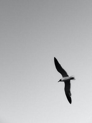 SOLITÁRIO 08