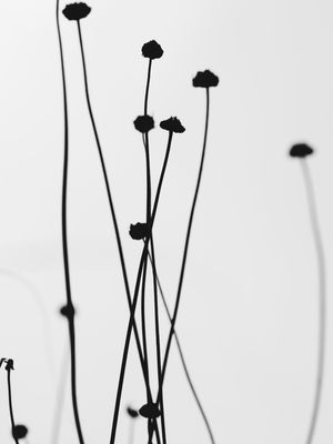 PLANTE BLACK