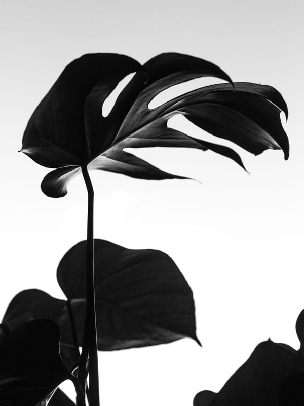 PLANT BLACK
