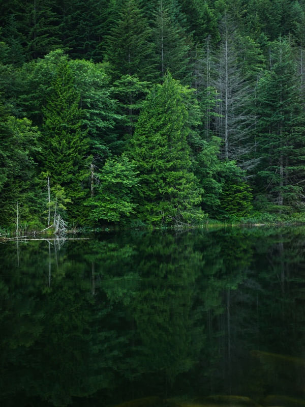 ÁRVORES NO LAGO 001B