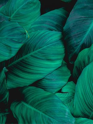 DIPTICO FOLHAS VERDES 01