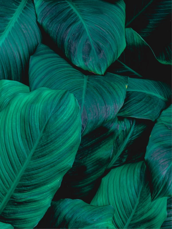 DIPTICO FOLHAS VERDES 02