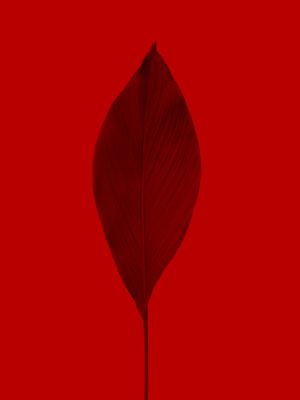 08 RED FLOWER
