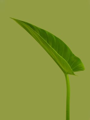 FOLHA VERDE UNICA