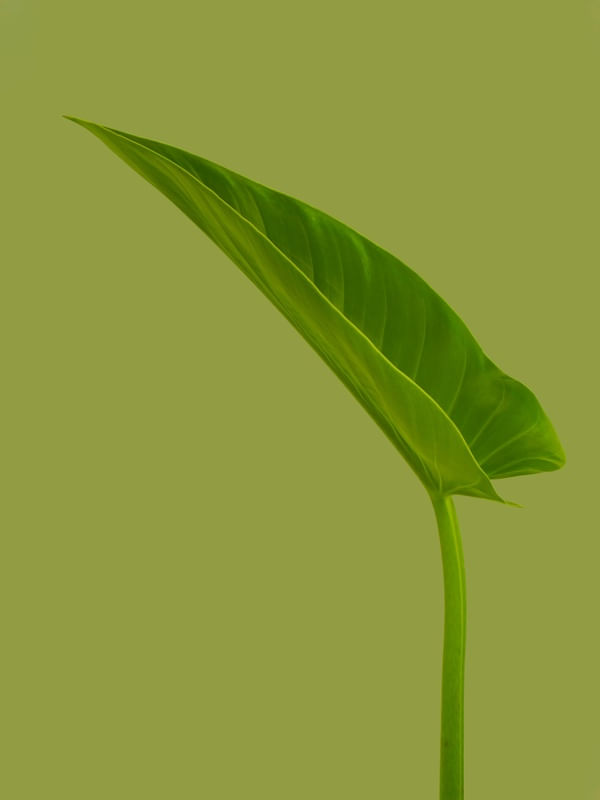 FOLHA VERDE UNICA