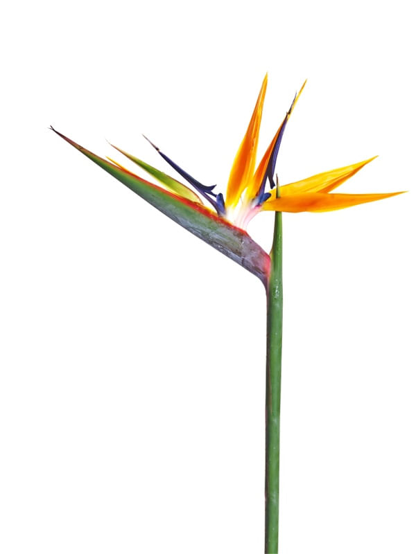 FLOR SOLITÁRIA 09