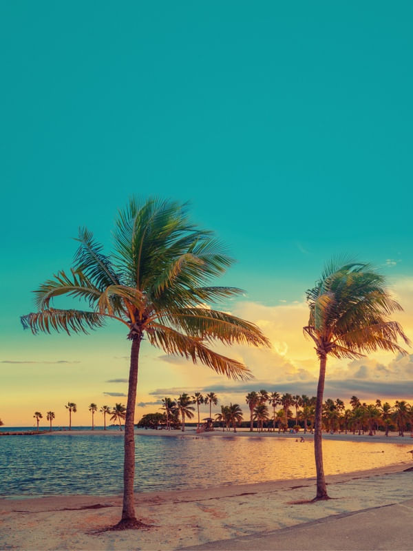 COQUEIROS E A PRAIA