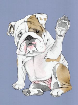ENGLISH BULLDOG