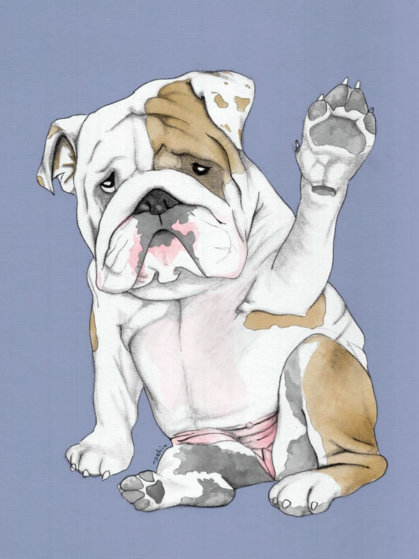 ENGLISH BULLDOG