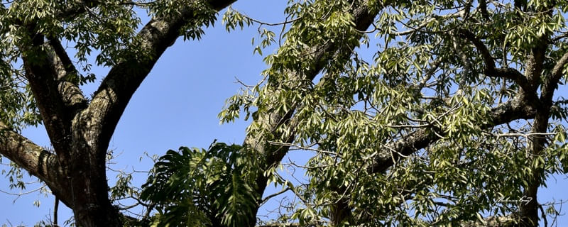 ÁRVORE DO CERRADO (POLÍPTICO 4-5)