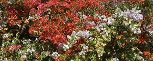 BOUGAINVILLES DE OLINDA