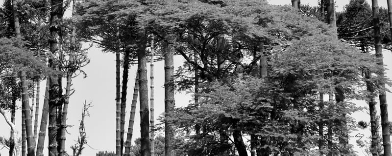 ARAUCÁRIAS (POLÍPTICO 4-5) PB