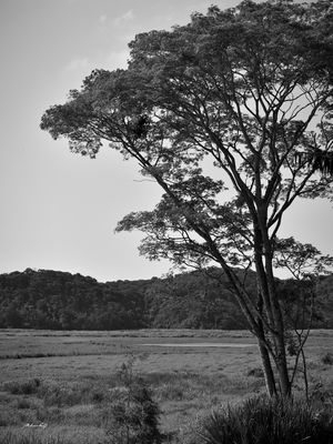 NATUREZA DO BRASIL (PB)