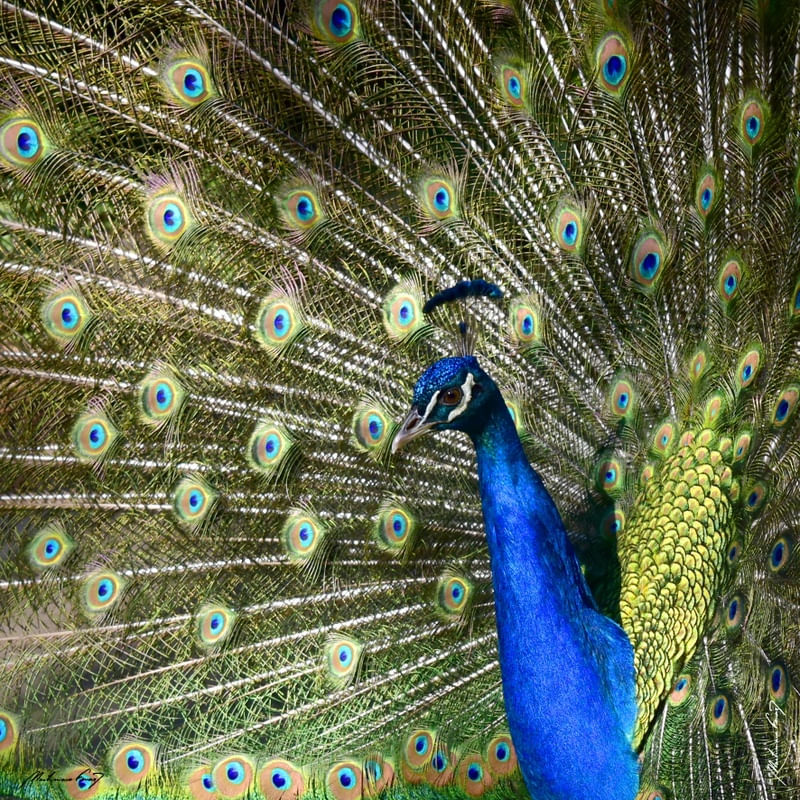 PAVÃO-INDIANO