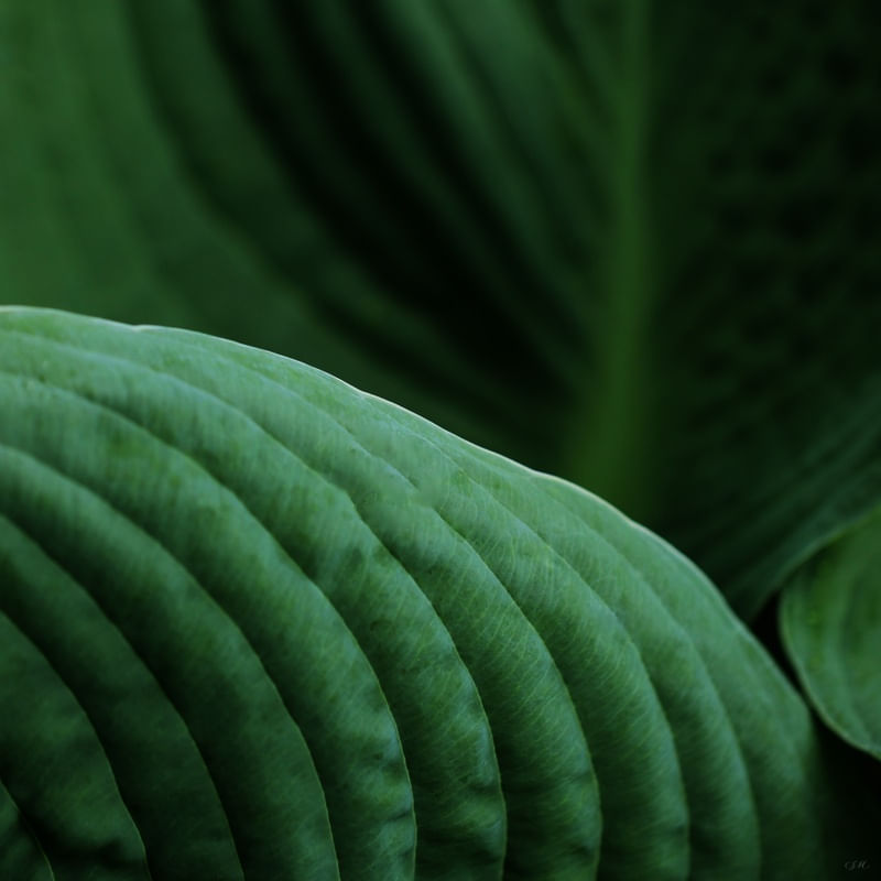 SM - FOLHAS VERDES 10C
