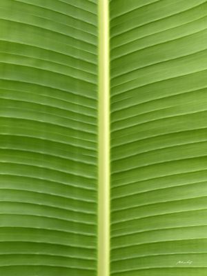O VERDE DA FOLHA