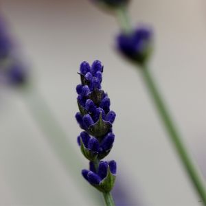 FLOR ROXA 04