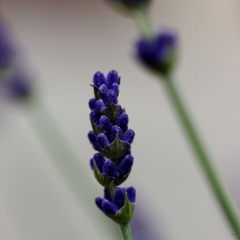 FLOR ROXA 04