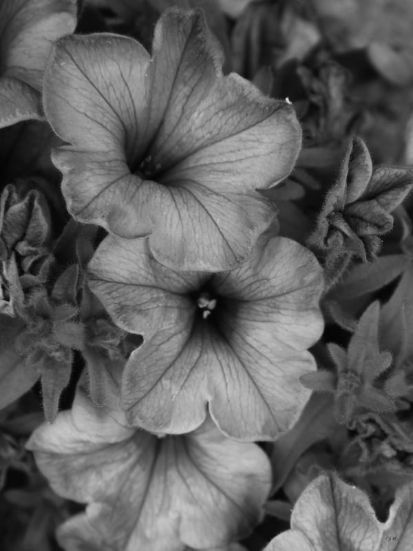 FLORES PB 02
