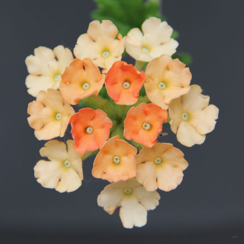 FLORES PB 04