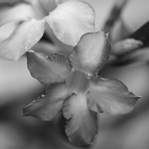 FLORES 07