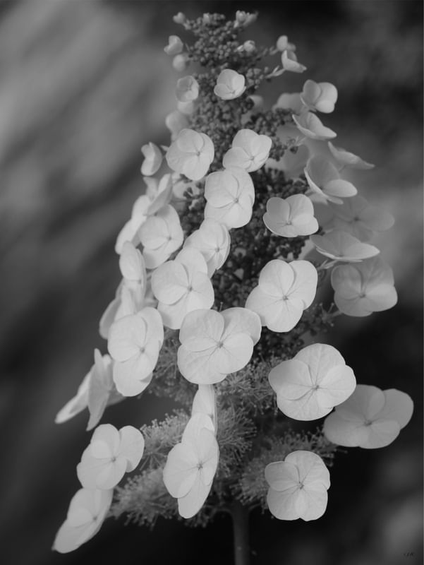 FLORES 09