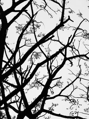 NATUREZA 01