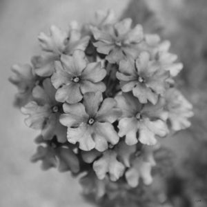 FLORES 20