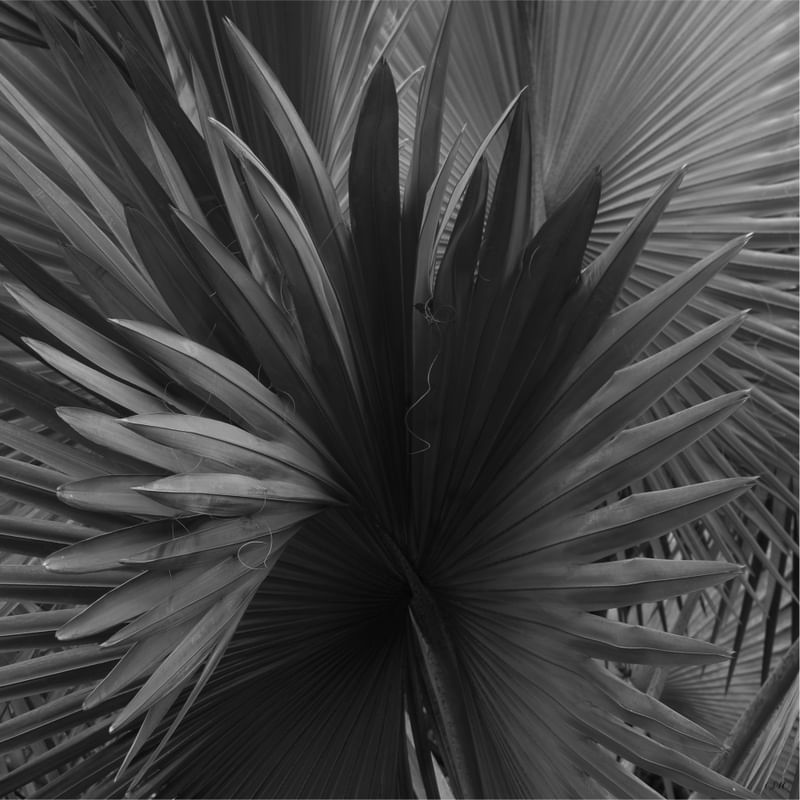 LEQUE 04