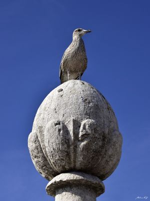 A GAIVOTA E A PINHA