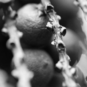 FRUTOS