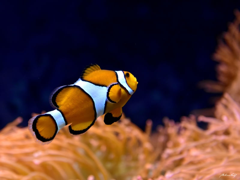 NO FUNDO DO MAR