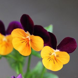 FLORES 41