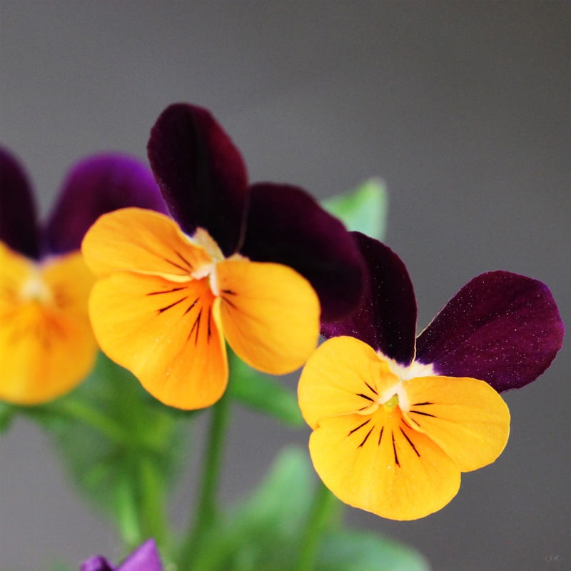 FLORES 41