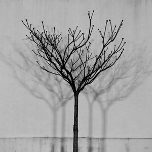 SOMBRAS 01