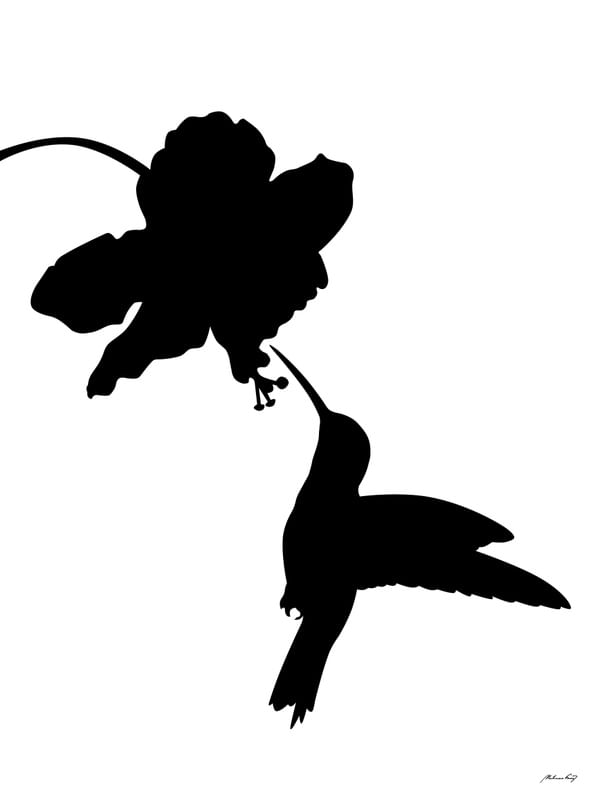 BEIJA-FLOR PRETO E BRANCO