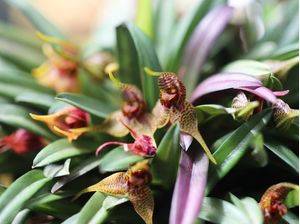 ORQUÍDEAS 01