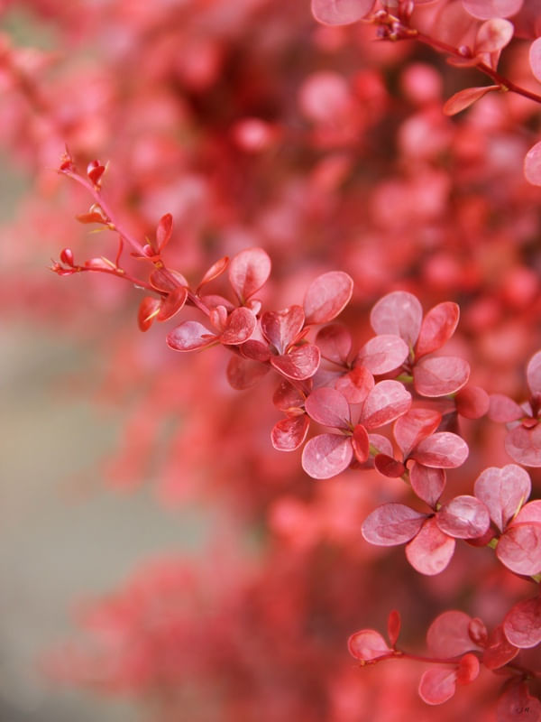 FLOR ROSA 01