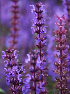 LAVANDA 01